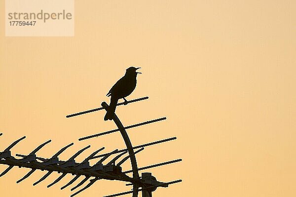 Europäische Amsel (Turdus merula)  erwachsenes Männchen  singend  sitzt auf einer Fernsehantenne  im Stadtzentrum in der Morgendämmerung als Silhouette dargestellt  Holt  Norfolk  England  Mai