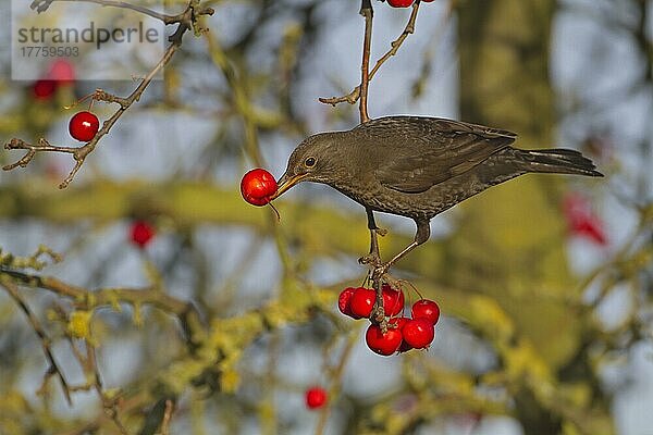 Europäische Amsel (Turdus merula)  erwachsenes Weibchen  ernährt sich von Krabbenfrüchten  Norfolk  England  Januar