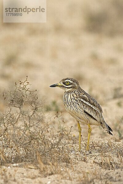 Eurasischer Steinbrachvogel (Burhinus oedicnemus) Lanzarote-Rasse  erwachsen  Spanien  Europa