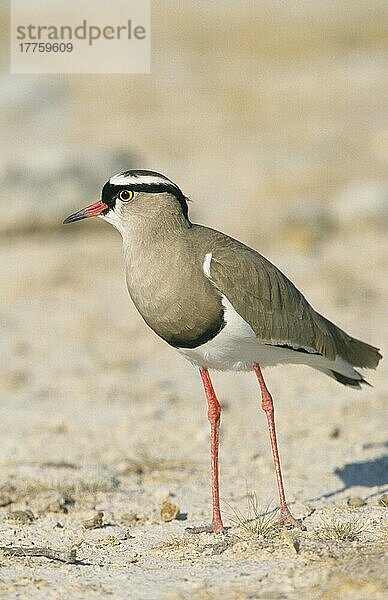 Erwachsener Kronenkiebitz (Vanellus coronatus)  stehend auf trockenem Boden  Namibia  Afrika