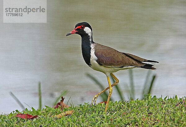 Rotlappenkiebitz (Vanellus indicus)  erwachsen  am Wasser stehend  Sri Lanka  Dezember  Asien