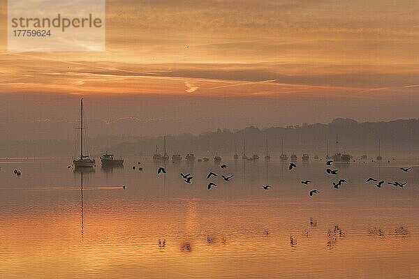 Nordkiebitz (Vanellus vanellus) Schwarm im Flug  festgemachte Boote  aufsteigender Nebel und Sonnenaufgang  Orwell-Fluss  Suffolk  England  Großbritannien  Europa