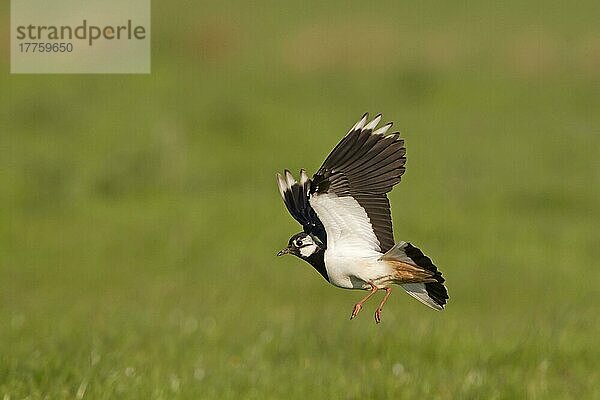 Nordkiebitz (Vanellus vanellus) erwachsen  im Flug  Landung auf grasendem Sumpf  Suffolk  England  Mai
