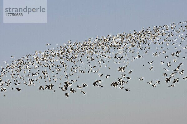 Nordkiebitz (Vanellus vanellus) und Goldregenpfeifer (Pluvialis apricaria) im Schwarm  im Flug  Norfolk  England  Winter