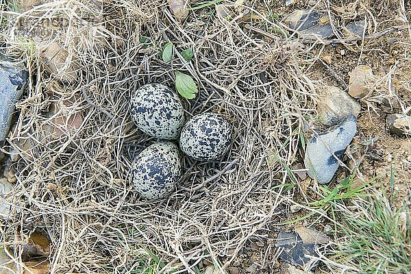 Nordkiebitz (Vanellus vanellus) drei Eier im Nest  Breckland  Norfolk  England  April