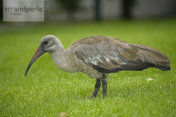 Hadada Ibis (Bostrychia hagedash) erwachsen  stehend auf Gras  Knysna  Westkap  Südafrika