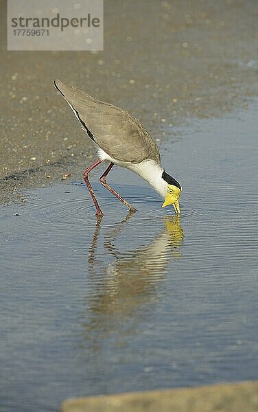 Maskenkiebitz (Vanellus-Meilen) erwachsen  trinkend  stehend im flachen Wasser  Queensland  Australien  November  Ozeanien