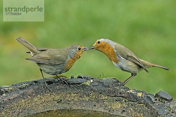 Europäisches Rotkehlchen (Erithacus rubecula)  erwachsenes Paar  Balz auf Gartenvogelbad  England  Großbritannien  Europa