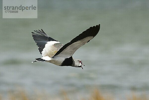 Südkiebitz (Vanellus chilensis)  erwachsenes Männchen  im Flug rufend  Feuerland  Argentinien  November  Südamerika