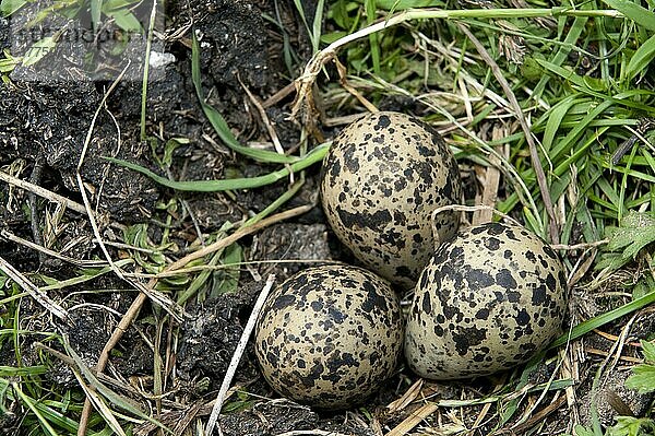 Nordkiebitz (Vanellus vanellus) drei Eier im Nest auf Kuhfladen  auf Bergweide  England  Mai