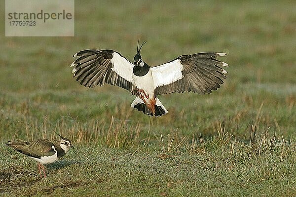 Nordkiebitz (Vanellus vanellus)  erwachsenes Paar  balzend  Männchen zeigt sich dem Weibchen  North Kent Marshes  Kent  England  Marsch
