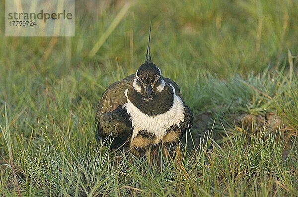 Erwachsener Nordkiebitz (Vanellus vanellus)  zwei Küken brütend  Elmley Marshes  Isle of Sheppey  Kent  England  Frühling