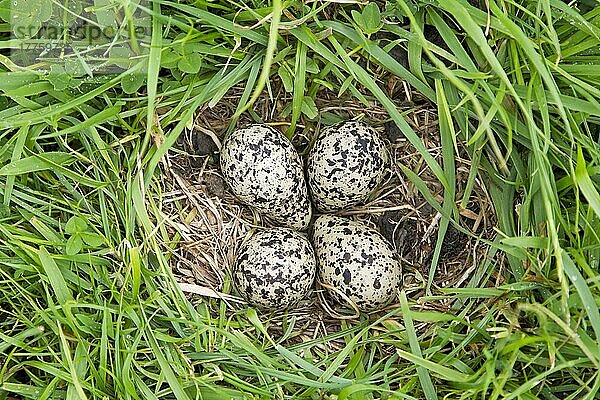 Nordkiebitz (Vanellus vanellus) vier Eier im Nest  auf grasendem Sumpf  Suffolk  England  Juni