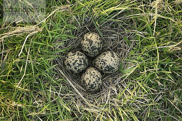 Nordkiebitz (Vanellus vanellus) nistet mit vier Eiern  North Kent Marshes  Kent  England  April