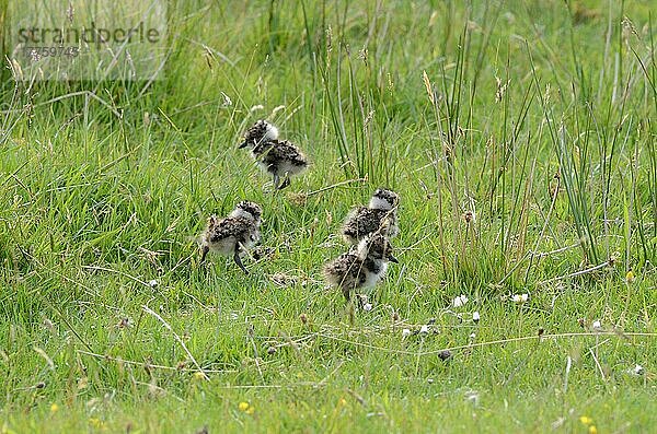 Nordkiebitz (Vanellus vanellus) vier zwei-drei Tage alte Küken  im Gras stehend  Wester Roß  Roß and Cromarty  Highlands  Schottland  Juni