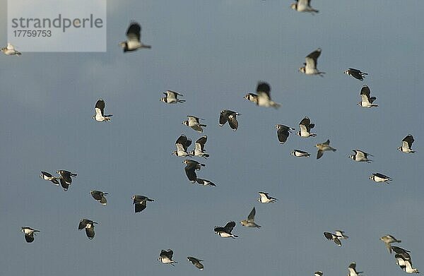 Nordkiebitz (Vanellus vanellus) Schwarm im Flug  Elmley Marshes National Nature Reserve  Kent  England  Winter