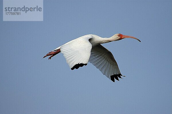 Weißer Ibis (Eudocimus albus) erwachsen im Flug  Florida (U.) S. A