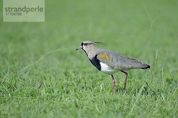 Südkiebitz (Vanellus chilensis)  erwachsen  auf Gras laufend  Iguazu N. P. Argentinien