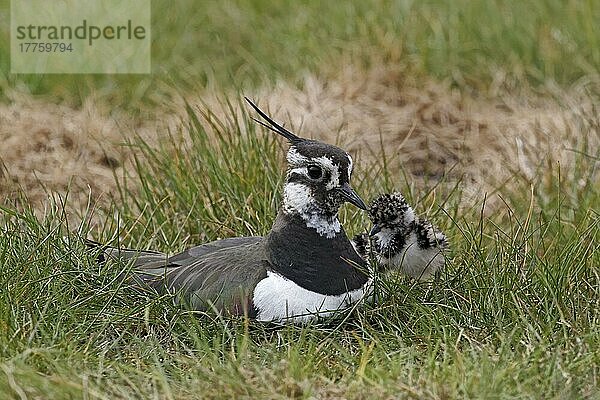 Nordkiebitz (Vanellus vanellus) erwachsenes Weibchen  Sommergefieder  mit Küken am Nest sitzend  Midlands  England  April