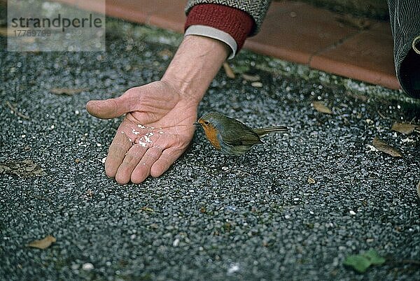 Europäisches Rotkehlchen (Erithacus rubecula) Nähert sich der Hand mit Nahrung auf ihr  England (S)