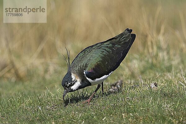 Riesenkiebitz (Vanellus vanellus)  erwachsener Wurm  Inverness-shire  Schottland  Frühjahr