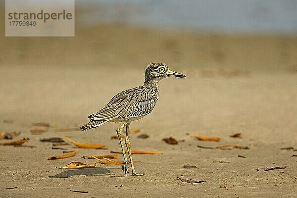 Senegal Dickes Knie (Burhinus senegalensis) erwachsen  gehend  Senegal  Afrika