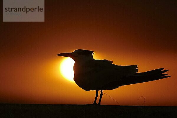 Königsseeschwalbe (Sterna maxima) als Silhouette bei Sonnenuntergang  mit Angelschnur um die Beine  St. Petersburg  Florida (U.) S. A. Februar