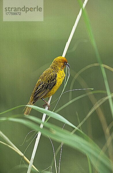 Kapweber (Ploceus capensis)  erwachsenes Männchen  sammelt Gras für Nistmaterial  Addo N. P. Südafrika