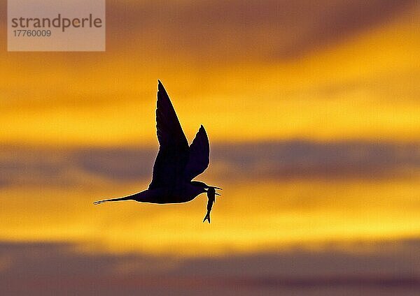 Flussseeschwalbe  Flusseeschwalbe  Fluss-Seeschwalbe (Sterna hirundo)  Flussseeschwalben  Flusseeschwalben  Seeschwalbe  Tiere  Vögel  Common Tern adult  in flight with fish in beak  Silhouette at sunset  Finland  july