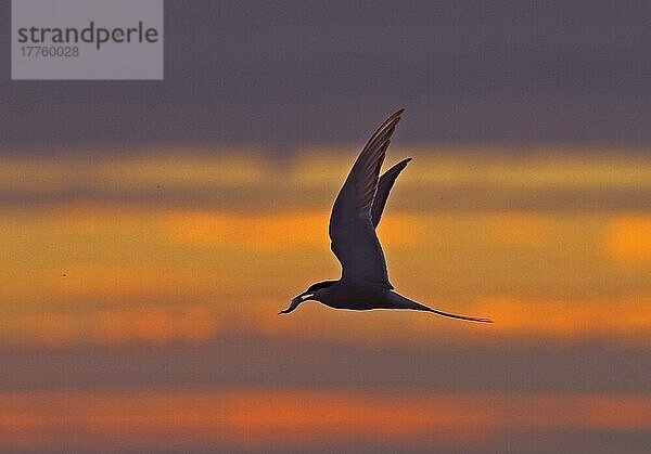 Küstenseeschwalbe  Küstenseeschwalben (Sterna paradisea) Seeschwalbe  Tiere  Vögel  Arctic Tern adult  in flight with fish in beak  Silhouette at sunset  Finland  july