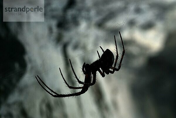 Höhlenradnetzspinne  Höhlenkreuzspinne  Höhlenradnetzspinnen  Höhlenkreuzspinnen  Andere Tiere  Spinnen  Spinnentiere  Tiere  Streckerspinnen  European Cave Spide