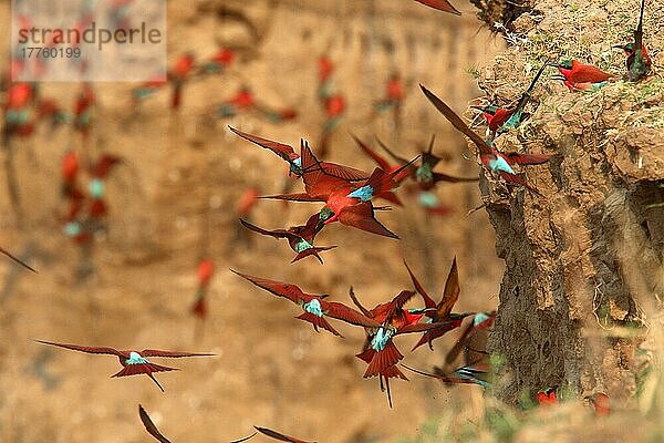 Herde südlicher Karminbienenfresser (Merops nubicoides)  auf der Flucht auf der Sandbank der Brutkolonie  South Luangwa N. P. Sambia