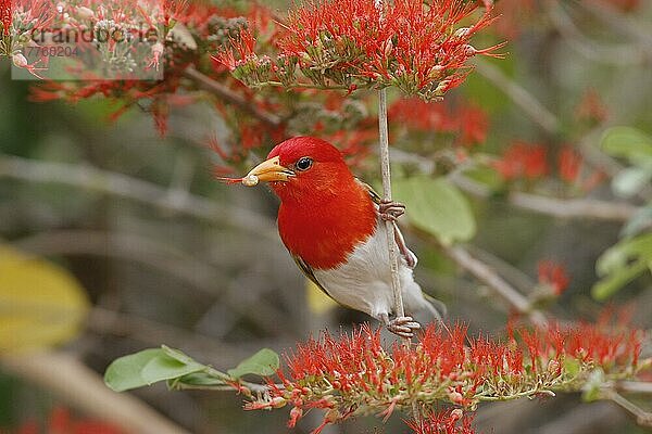 Rotkopfweber (Anaplectes rubriceps) erwachsenes Männchen  Brutgefieder  ernährt sich von Flammenkletterpflanze  Südafrika