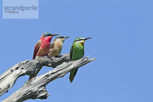 Südlicher Karminspint (Merops nubicoides) adult und unreif  mit Blauwangenspint (Merops persicus) adult  auf totem Ast sitzend  Okavango-Delta  Botswana  Afrika