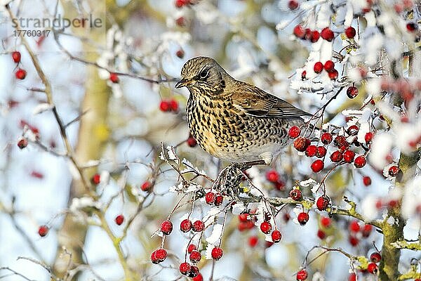 Feldflohkrebs (Turdus pilaris) erwachsen  ernährt sich bei Frost von Weißdornbeeren  Midlands  England  Dezember