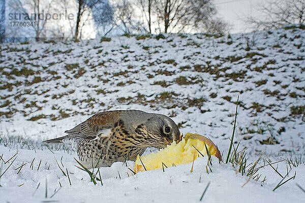 Feldflohkrebs (Turdus pilaris)  erwachsen  ernährt sich von Fallobst im Schnee  Suffolk  England  Februar