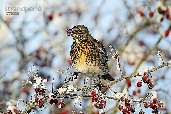 Feldflohkrebs (Turdus pilaris) erwachsen  ernährt sich bei Frost von Weißdornbeeren  Midlands  England  Dezember