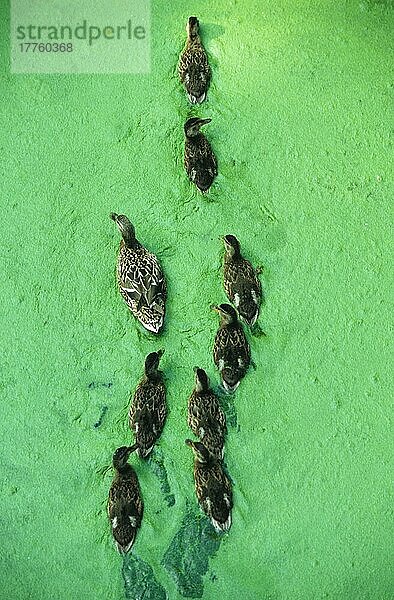 Stockente (Anas platyrhynchos)  erwachsenes Weibchen mit acht Jungen  im Kanal für Wasserlinsen  Cromford Canal  Derbyshire  England  Großbritannien  Europa