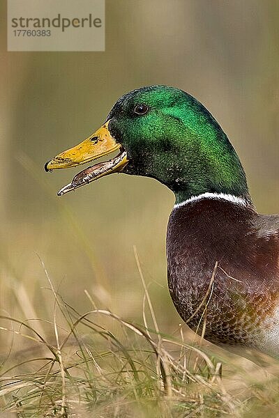 Stockente (Anas platyrhynchos) erwachsenes Männchen  rufend  Nahaufnahme des Kopfes  Suffolk  England  Februar