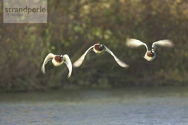 Stockenten (Anas platyrhynchos) Erwachsene  drei Männchen im Flug  Start vom See  Warwickshire  England  Herbst