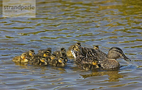 Stockente (Anas platyrhynchos)  erwachsenes Weibchen  schwimmt mit Entenküken  Norfolk  England  Großbritannien  Europa