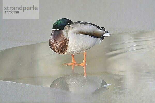 Stockenten (Anas platyrhynchos)  erwachsenes Männchen  schlafend  stehend auf dem Eis eines gefrorenen Teiches  West Sussex  England  Februar