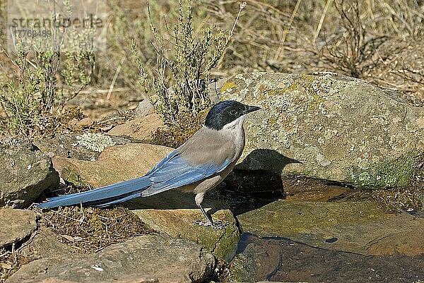 Blaue Elster (Cyanopica cyana) : Erwachsene trinken im Schwimmbad  Spanien  September  Europa