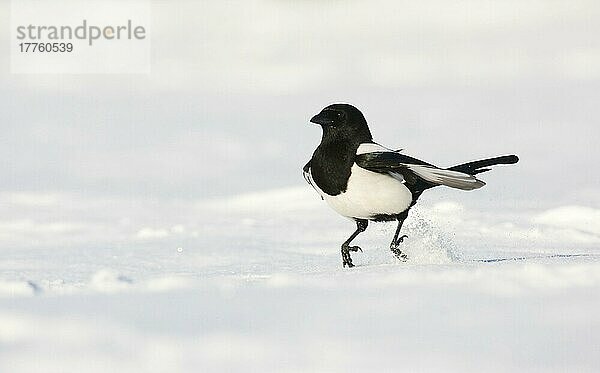 Erwachsene Elster (Pica pica)  hüpft über schneebedeckten Boden  Derbyshire  England  Winter