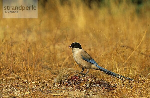 Blaue Elster (Cyanopica cyana) Erwachsene  die sich von Hasen ernähren