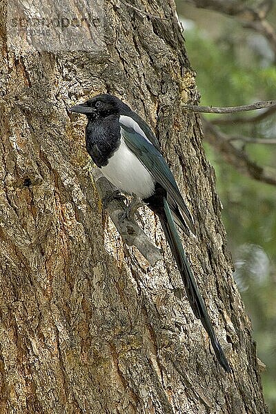 Hudsonelster (Pica hudsonia)  Hudsonelstern  Rabenvögel  Singvögel  Tiere  Vögel  American Magpie  Black billed Magpie