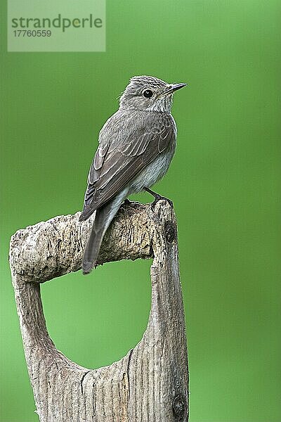 Erwachsener Tüpfelschnäpper (Muscicapa striata) auf altem Spatenstiel  Peak District  England  Großbritannien  Europa