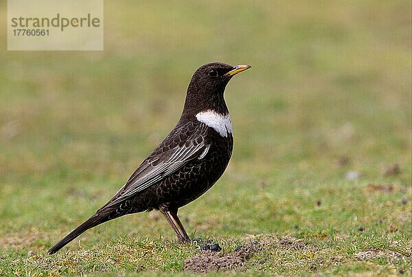 Ringdrossel (Turdus torquatus)  erwachsenes Männchen  stehend auf kurzem Rasen  Norfolk  England  April