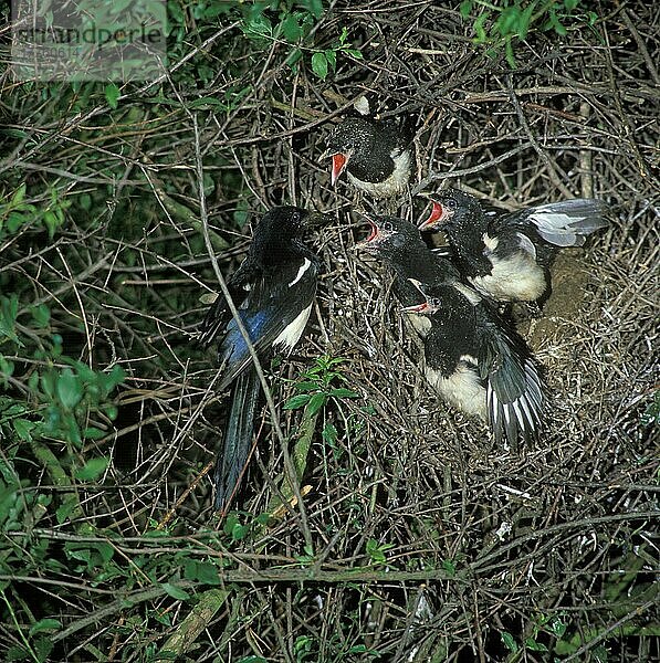 Erwachsene Elster (Pica pica)  im Nest mit vier bettelnden Küken  England  Großbritannien  Europa