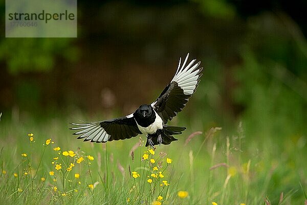 Elster (Pica pica) erwachsen  im Flug über Wiese  Derbyshire  England  Juni